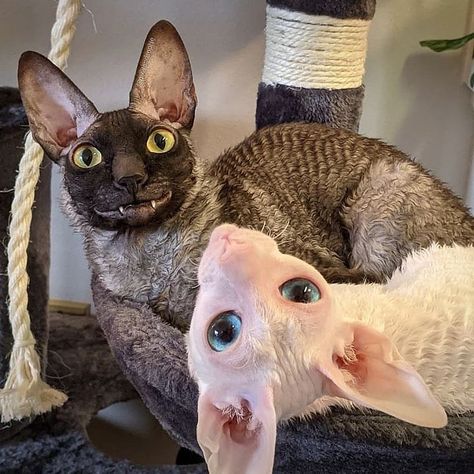 The Cornish Rex cat breed originated from a chance mutation in England. They boast a distinctive curly coat rather than a soft one, resulting from a lack of topcoat over their fine undercoat. Cornish Rexes also make wonderfully affectionate, playful companions and shed minimally thanks to their unique fur. Pixel The Cat, Ugly Cat, Cat Species, Smiling Cat, Rare Cats, Cornish Rex, Rex Cat, Silly Cats Pictures, Silly Animals