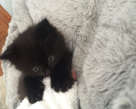 Kitten super cute fluffy Black Fluffy Kitten, Baby Black Cat, Fluffy Black Cat, Super Cute Kittens, Cute Black Kitten, Black Cat Aesthetic, Orange Kittens, Grey Kitten, Fluffy Kittens