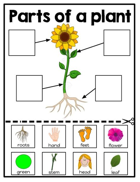 parts of a plant worksheets Part Of Plant Worksheet, Plants Literacy Activities Preschool, Parts Of A Plant Activities Kindergarten, Parts Of Plants Activities For Kids, Parts Of A Plant Preschool, Parts Of A Plant Craft, Part Of Plants Activities, Parts Of A Plant Worksheet, April Worksheets