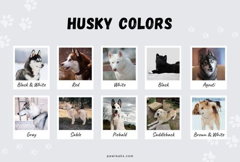 All Husky Colors Explained - from Red to Agouti | PawLeaks Husky Fursona, Sable Husky, Red Husky Blue Eyes, Husky Brown, Agouti Husky, Animal Markings, Husky Eyes, Red Siberian Husky, Siberian Husky Colors