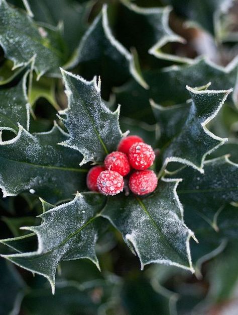 christmas colors history holly berries Ilex Aquifolium, Illustration Noel, Winter Scenery, Drought Tolerant Plants, Christmas Flowers, Winter Flowers, Holly Berries, Holly Leaf, Water Conservation