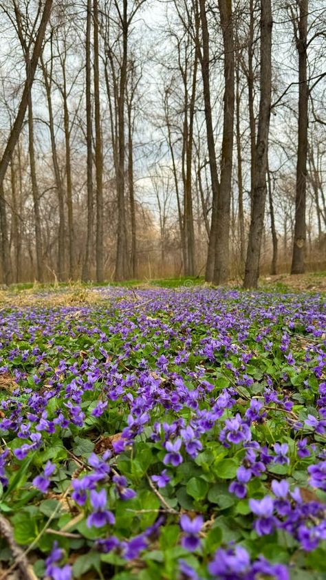 Spring flowers. Violet violets flowers bloom in the spring forest. Viola odorata stock photos Violets Flowers, Flower Yard, Violet Garden, Spring Forest, Flowers Bloom, Violet Flower, In The Forest, The Forest, Secret Garden