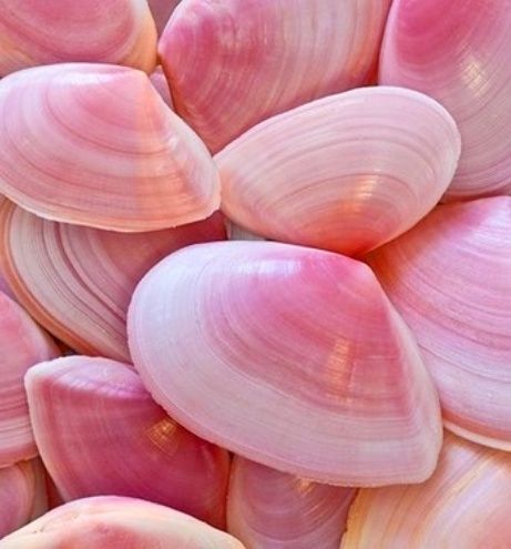 pink shells I Believe In Pink, She Sells Seashells, Tickled Pink, Everything Pink, Ocean Life, Pink Love, Rose Petals, Sea Creatures, Sea Life