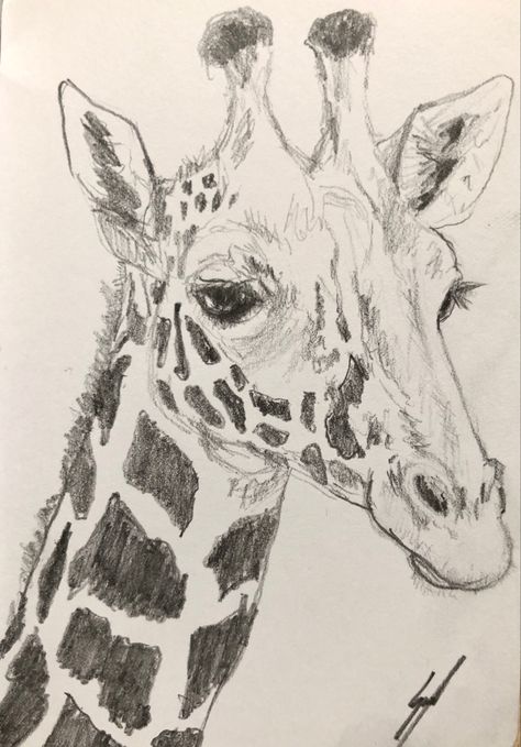 #giraffe #sketch #graphite #originalart #artist #sketchbook Giraffe Drawing Realistic, Giraffe Sketches, Drawing Of Giraffe, Giraffe Drawings, Giraffe Sketch, Drawing Giraffe, Cute Giraffe Drawing, Sketch Animals, Giraffe Colors