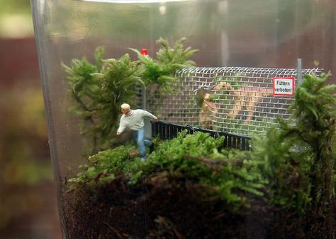 Dragon Terrarium, Terrarium Scene, Dinosaur Garden, Fairies Garden, Miniature Terrarium, Three Wishes, Aquarium Terrarium, Beautiful Terrariums, Jurrasic Park