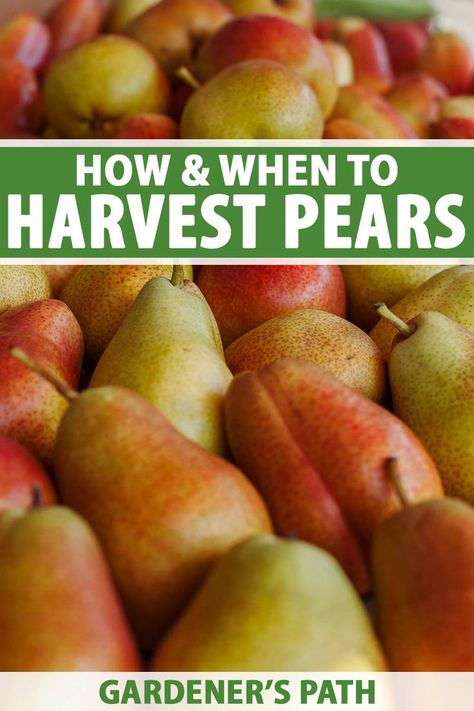 A close up vertical image of a pile of ripe pears, fading to soft focus background. To the top and bottom of the frame is green and white printed text. When To Pick Pears From Tree, Permaculture Orchard, Hawaii Garden, Preserving Fruit, Home Orchard, Pear Recipe, Farm Orchard, Pear Varieties, Asian Pears