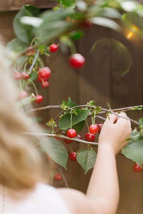 Picking Cherries, Cherries Aesthetic, Cherry Farm, Pink Skincare, Summer Themes, Cherry Orchard, Cherry Picking, Summer Cherries, Fruit Picking