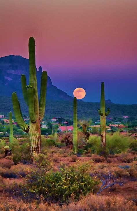 Postcard Perfect Arizona Photograph by Saija Lehtonen Foto Art, Desert Landscaping, In The Desert, Landscape Photos, The Desert, Beautiful World, Beautiful Landscapes, Wonders Of The World, Beautiful Photo