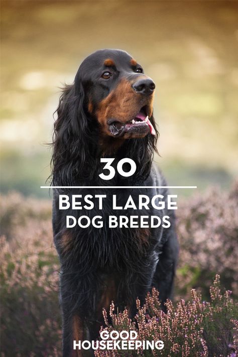 Big Dog Breeds List, Best Big Dog Breeds, Best Large Dog Breeds, Dog Breeds Chart, Dog Breeds List, Big Dog Breeds, Dog Top, Dog List, Most Popular Dog Breeds