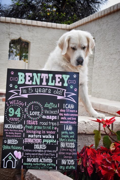 Dogs First Birthday, Dog Party Decorations, Dog First Birthday, Birthday Boards, First Birthday Chalkboard, Patriotic Dog, Puppy Birthday, Dog Birthday Party, Birthday Chalkboard