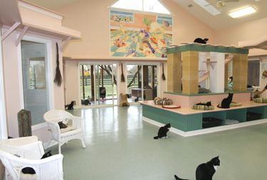 A Pet Adoption Center - The O Guide Animal Adoption Center, Animal Shelter Design, Shelter Ideas, Adoption Resources, Pet Adoption Center, Shelter Design, Animal Adoption, Adoption Center, Yorkshire Terrier Puppies