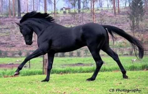 Black horse Black Horse Breeds, Black Horse Galloping, Black Thoroughbred Mare, Thoroughbred Horse Black, Black Thoroughbred Horse, All Black Horse, Black Horse Drawing, Black Mustang Horse, Horse Reference Photos