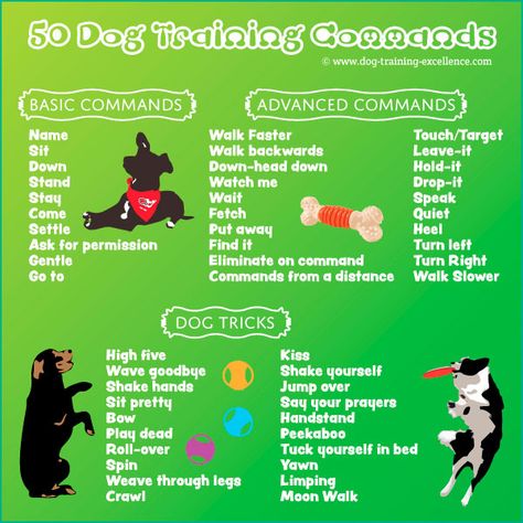 Dog Training Commands Guide: Basic to Advanced Lacrosse Training, Dog Training Commands, Dog Commands Training, Diy Chat, Dog Commands, Easiest Dogs To Train, Basic Dog Training, Dog List, Dog Info