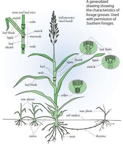 grass sketch southern forages Grass Sketch, Ag Science, Shadowbox Ideas, Grass Drawing, Learning Materials, Blank Labels, Landscape Architecture Design, Native Plants, Landscape Architecture