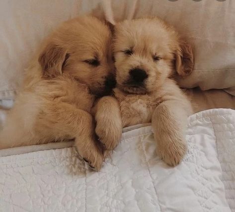 Sleep On Bed, Dogs And Owners, Golden Labrador Puppies, Puppy Hug, Link Modern, Dog Bedroom, Dog Cuddles, Puppy Cuddles, Colorful Hairstyles