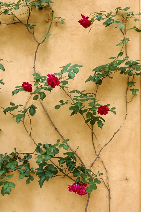 Vine Sculpture, Vines Aesthetic, Thornless Climbing Roses, Yellow Climbing Rose, Flowers On A Vine, Climbing Roses Trellis, Red Climbing Roses, Vine Flowers, Rose Plant Care