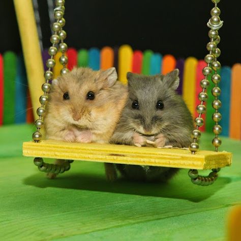 Two Tiny Hamsters Spend the Day Playing Together at a Tiny Playground Made Just for Them Two Rats Together, Two Animals Together, Two Hamsters, Hamsters Video, Hamster Names, Cutest Pets, Funny Hamsters, Mini Pigs, Hamster Cage