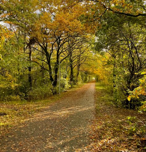 autumn fall leaves october november september nature tree orange yellow green aesthetic instagram photo instastory ideas pic Autumn Green Aesthetic, Fall Aesthetic Green, Yellow Green Aesthetic, Green Aesthetic Instagram, September Nature, Instastory Ideas, Tree Orange, Green Autumn, Autumn Green