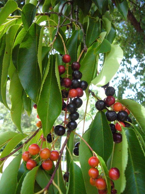 Black Cherry Tree, Cherry Leaf, Strawberry Guava, Best Cousin, Better Late Than Never, Herb Pots, Wild Edibles, Fruit Plants, Wild Food