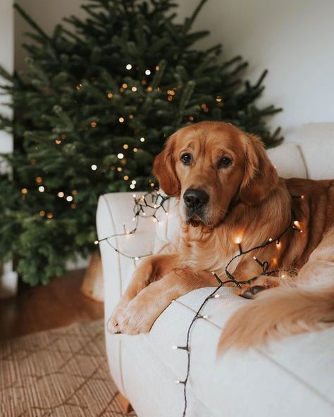 Red Golden Retriever, Golden Retriever Wallpaper, Christmas Tumblr, Golden Retriever Christmas, Christmas Puppy, Golden Retriever Puppy, Decorating With Christmas Lights, Retriever Puppy, Dogs Golden Retriever