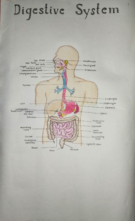 Digestive system skool prjct drawing Structure Of Digestive System, Digestive System Drawing Aesthetic, Nervous System Drawing Easy, Digestive System Diagram Aesthetic, Digestive System Drawing Easy, Digestive System Diagram Drawing, Digestive System Drawing, Cow Digestive System, Digestive System Project