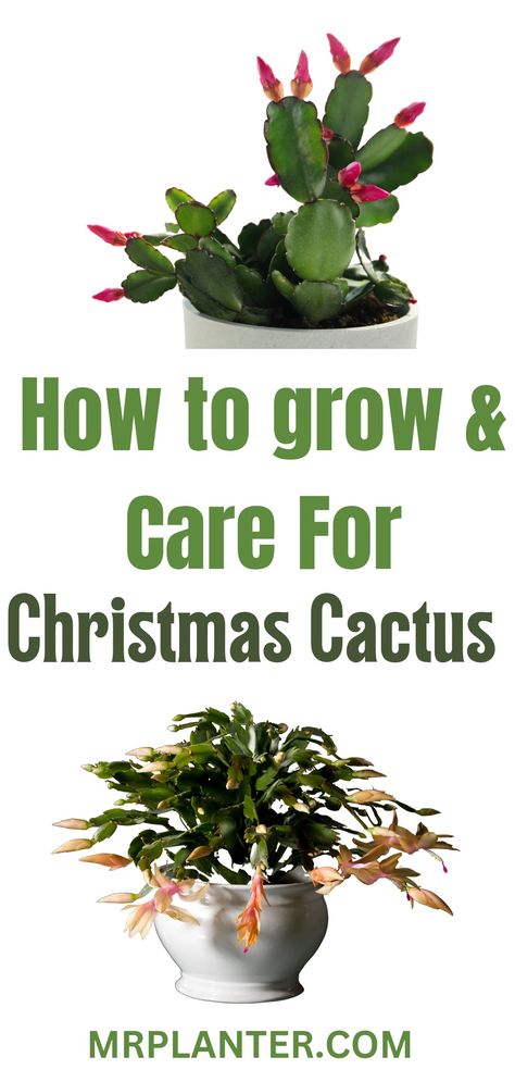 How to Grow & Care For Christmas Cactus Care For Christmas Cactus, Christmas Cactus Flower, Christmas Cactus Propagation, Lemon Plant, Christmas Cactus Care, Christmas Cactus Plant, Cactus House Plants, Easter Cactus, Thanksgiving Cactus