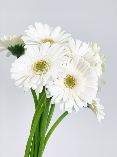 Gerbera Wedding, Gerbera Daisy Bouquet, Gerbera Bouquet, White Gerbera, Summer Wedding Diy, Gerbera Flower, List Of Flowers, Gerbera Daisies, Wedding Flowers Summer