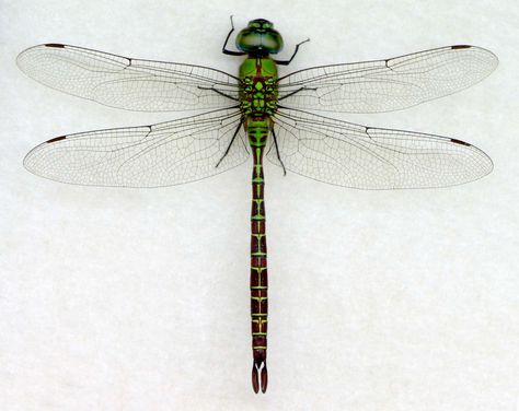 Coryphaeschna adnexa_mtv | Digital Dragonflies Dragon Fly Photo, Small Dragonfly Tattoo, Dragonfly Illustration, Dragonfly Images, Dragonfly Drawing, Dragonfly Photos, Dragon Flys, Damselflies, Dragonfly Insect