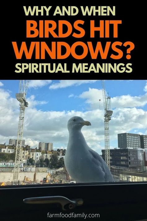 Annually, a million birds die due to hitting windows alone. On the other hand, bird hitting windows have attached spiritual meanings and it varies depending on the type of bird hitting your window. Interested? Read on. Birds Meaning Symbols Spirit Guides, Bluejay Spiritual Meaning, Robin Bird Spiritual Meaning, Spiritual Bird Meanings, Bird Hitting A Window, Night Meaning, What Is A Bird, Common Birds, Window Signs