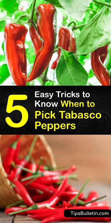 5 Easy Tricks to Know When to Pick Tabasco Peppers Tobasco Recipe, Tabasco Sauce Recipe, Tabasco Peppers, Tabasco Recipes, Tabasco Hot Sauce, Hot Pepper Recipes, Pickled Banana Peppers, Tabasco Pepper, Pepper Sauce Recipe