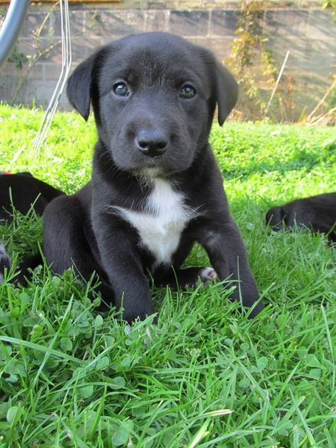 Borador Puppy Pictures Lab Pitbull Mix Puppy, Broad Forehead, Border Collie Lab Mix, Border Collie Mix Puppies, Apartment Dog, Lab Mix Puppies, Mixed Breed Puppies, Dog Standing, Pit Bull Puppies