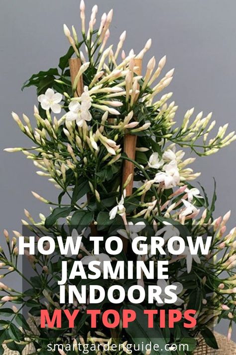 Indoor Fragrant Plants, Grow Jasmine Indoors, Indoor Jasmine Plant Houseplant, Jasmine Indoor Plant, Solarium Plants, Jasmine Houseplant, Jasmine Plant Outdoor, Jasmin Plant, Flowers To Grow Indoors