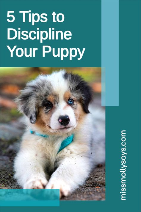 While there are no "bad" dogs, there are times when sweet puppies do bad things and it is necessary to discipline your puppy. Training a dog takes a lot of time but will be well worth the effort. Following these five tips to discipline your puppy will help you out. How To Discipline A Puppy, Puppy Advice, Puppy Training Treats, Behavior Tips, Puppy Obedience Training, Train Your Puppy, Doodle Puppy, Great Dane Puppy, Goldendoodle Puppy