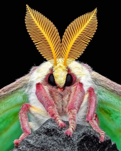 Luna Moth Rosy Maple Moth, Cute Moth, Lunar Moth, Drawn Together, Moth Caterpillar, Instagram King, Cool Bugs, Beautiful Bugs, Luna Moth