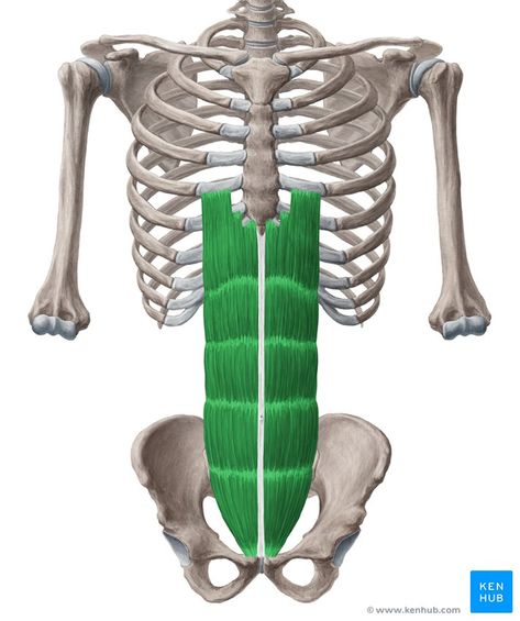 Muscle Separation, Rectus Abdominis Muscle, Rectus Abdominis, Human Anatomy For Artists, Diastasis Recti Exercises, Human Body Anatomy, Muscular System, Muscle Anatomy, Anatomy For Artists