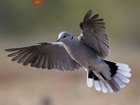 Birds like ring-necked doves are fairly common and don't get a whole lot of love, but as you can see they are a gorgeous species. I shot this from a hide near a watering hole during our most recent trip to Botswana. Olympus OM-1 150-400mm lens Shutter Speed 1/2500 Aperture F/4.5 ISO 1000 Dove In Flight, Dove Wing, Love Birds Painting, Turtle Doves, Ring Neck, Dove Pigeon, Turtle Dove, Watering Hole, In Flight