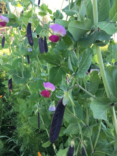 Learn how to grow pea plants and tips for growing sugar snap peas, snow peas or shell peas. How to set up your pea trellis. Purple peas Pea Plants, Pea Trellis, Growing Sweet Peas, Growing Peas, Cold Frames, Pea Plant, Fall Crop, Home Grown Vegetables, Snow Peas