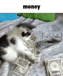 Animated GIF - Find & Share on GIPHY Cash Rules Everything Around Me, Amazing Gifs, Silly Cats Pictures, Cute Cat Gif, Cat Aesthetic, Silly Cats, Pretty Cats, Cat Gif, Baby Cats