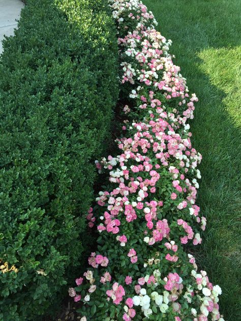 Green ice mini roses and boxwood hedge (green velvet) Knockout Roses With Boxwoods, Flowers In Front Of Hedges, Rose And Boxwood Garden, Boxwoods And Roses Front Of House, Mini Roses Outdoors, Rose Hedge Front Yards, Boxwood Bushes In Front Of House, Boxwood Landscaping Front Yard Entrance, Boxwoods And Hydrangeas Front Of House