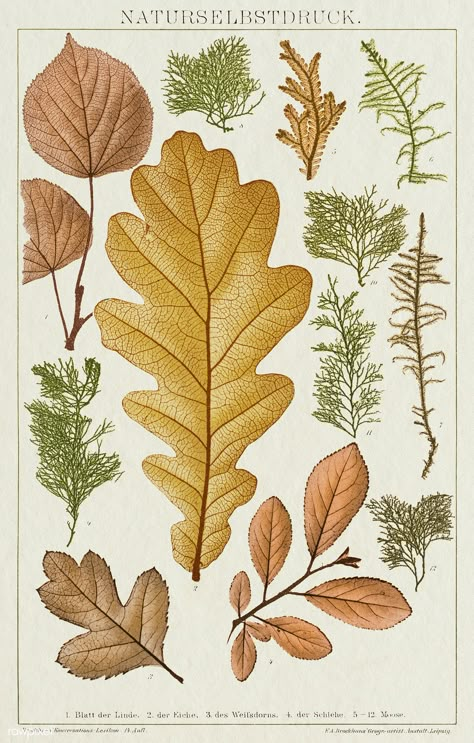 Various leaves vintage wall art print poster design remix from original artwork. | premium image by rawpixel.com / nunny Botanical Vintage Illustration, Monograph Design, Carved Mugs, Vintage Fall Images, Print Poster Design, Fall Botanicals, Illustration Botanique Vintage, Botanical Printables, Botanical Posters