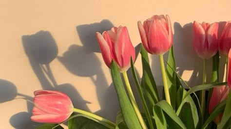 Pink Tulips, Top 50, Tulips, Most Beautiful, Laptop, Instagram Photos, The World, Wall, Green