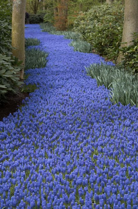 Blue Hyacinth Aesthetic, Muscari Armeniacum, Hyacinths Garden, Woodland Wonderland, Blue Hyacinth, Grape Hyacinth, Hyacinth Flowers, Nice Flowers, Gardening Inspiration