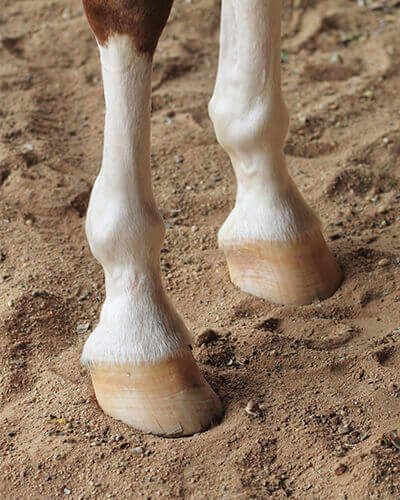 The Barefoot vs. Shod Debate Horse Hooves, Hoof Shoes, Cleveland Bay, Haflinger Horse, Cat Gym, Horse Anatomy, Hanoverian, Hobby Horses, Horse Shoes