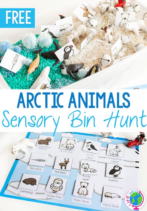 Arctic Animal Sensory, Animal Sensory Bin, Arctic Animals Preschool Activities, Polar Animals Preschool, Winter Animals Preschool, Arctic Animals Activities, Arctic Animals Preschool, Winter Sensory Bin, Animal Matching Game