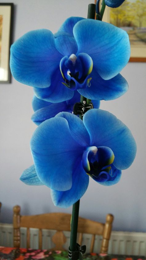 Dyed blue orchid. Blue Orhidee, Blue Ghost Orchid, Orchid In Blue And White Pot, Blue Orchid Painting, Blue Sun Orchid, Ghost Orchid, Blue And Purple Orchids, Tiffany Blue Weddings, Blue Orchids