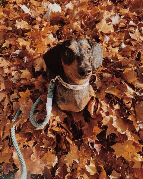 #leaves #fall #dachshund Dog Fall Aesthetic, Fall Dog Aesthetic, Dog Fall Photoshoot, Fall Dog Photoshoot, Fall Dachshund, Dachshund Aesthetic, Dogs In Autumn, Fall Dog Photos, Autumn Dogs