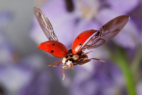 Photos of Insects in Flight Captured with a Custom Laser Beam Camera Rig Insect Photos, Molluscs, Insect Photography, Camera Rig, Beautiful Bugs, Arachnids, Bugs And Insects, Science And Nature, Amazing Nature