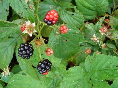 About Wild & Edible East Texas Plants Texas Plants, Blackberry Picking, Texas Gardening, Wild Edibles, East Texas, Invasive Species, Family Tradition, Wild Plants, Edible Plants