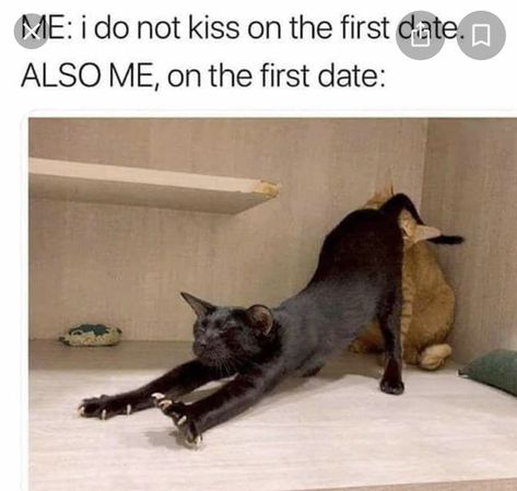 First Date Meme, Inappropriate Memes, Meme Humor, Morning Quotes Funny, Dark Memes, Funny Cat Memes, Dating Memes, Funny Cute Cats, First Date