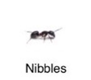 REACTION MEMES on Instagram: “✨bug of the week✨ everyone say hello to nibbles she’s a bad bitch and can probably lift heavier than everyone here ❤️…” Bug Memes, Alphabet Sort, Insects Names, Hi Welcome To Chili's, Bug Collection, Bug Boy, Cool Bugs, Image Memes, Reaction Memes